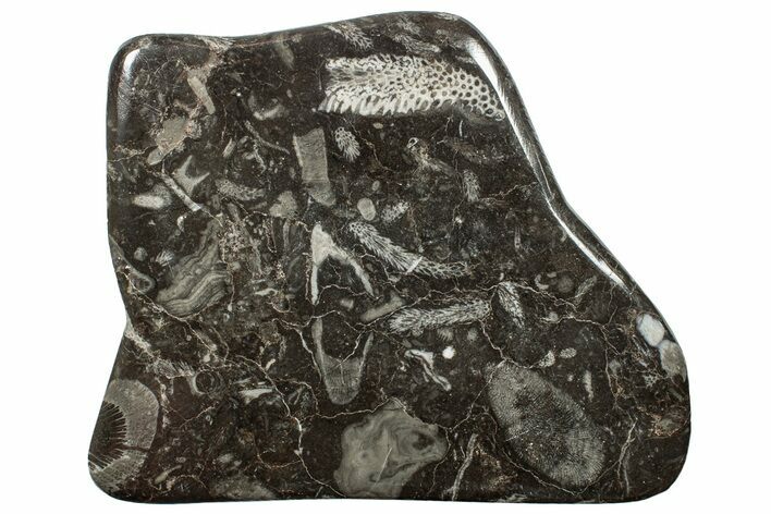 Polished Devonian Fossil Coral and Bryozoan Plate - Morocco #255599